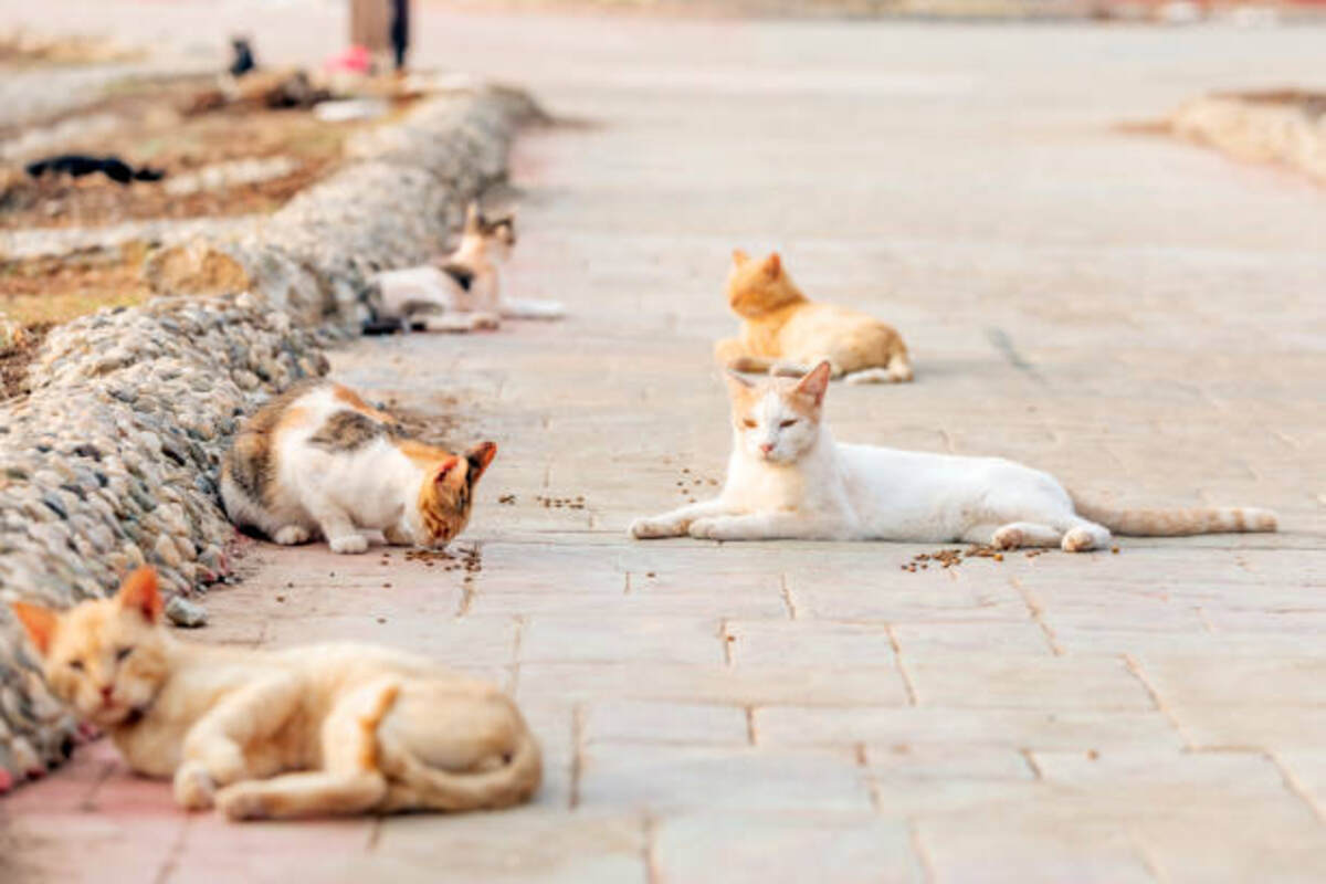 What is a Group of Cats Called? Readerstwist
