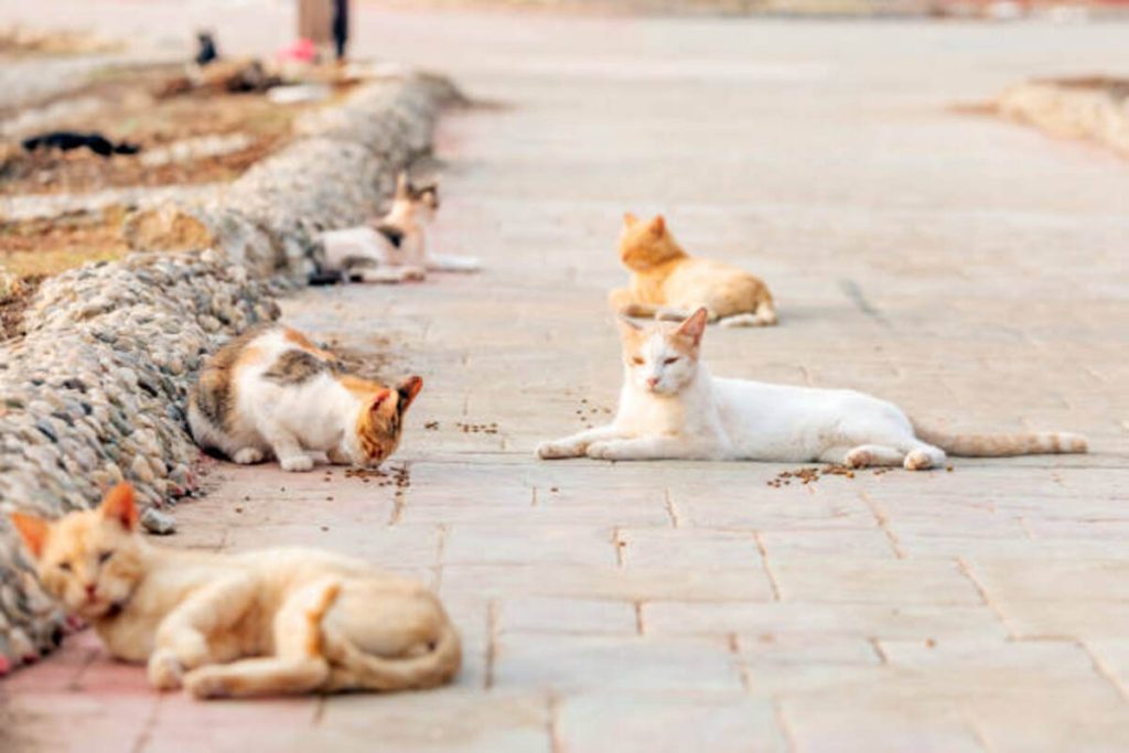 Cats Called