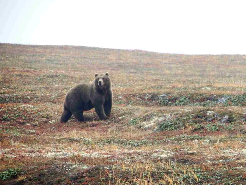 Bruin