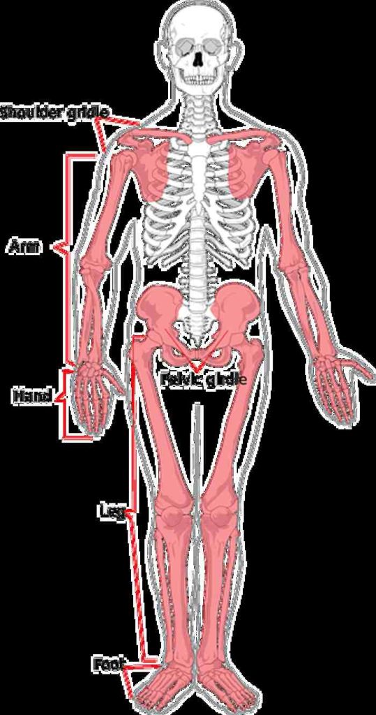 how to draw a body
