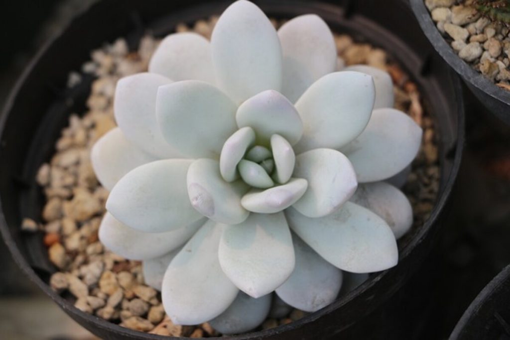 cactus 4155843 640 1