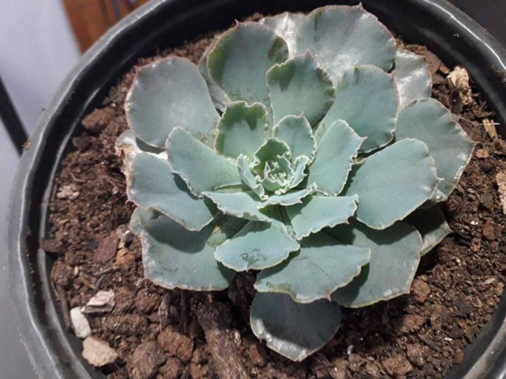 echeveria 6120309 640