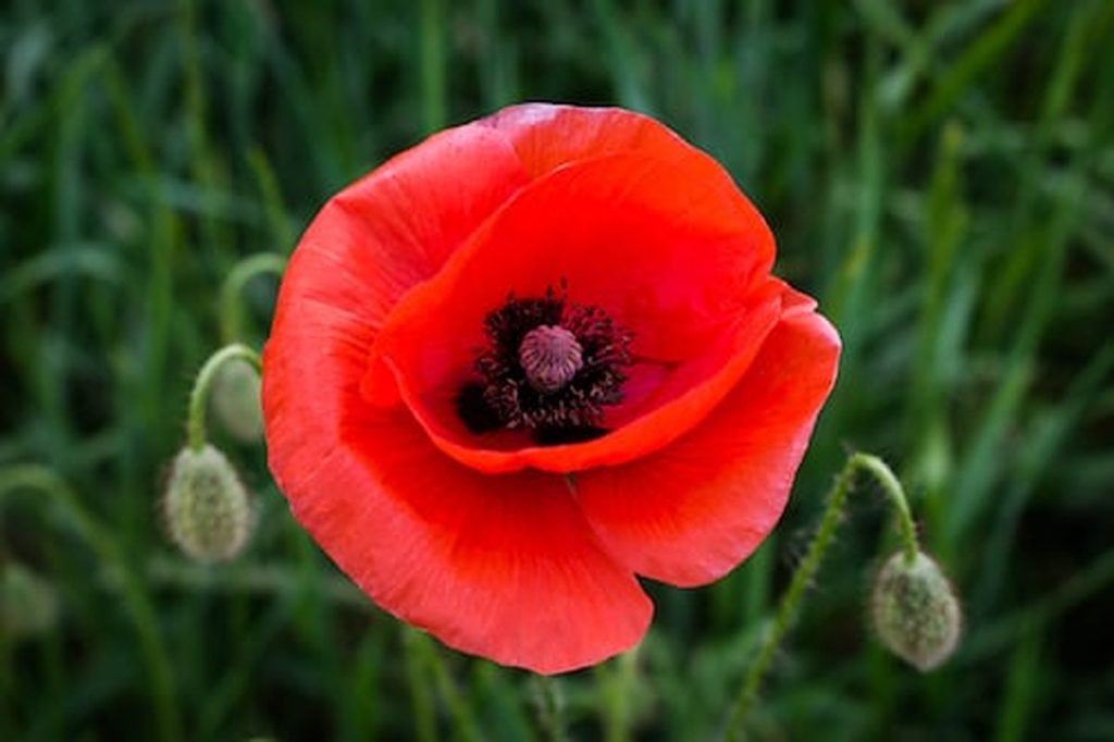 poppy pods for sale
