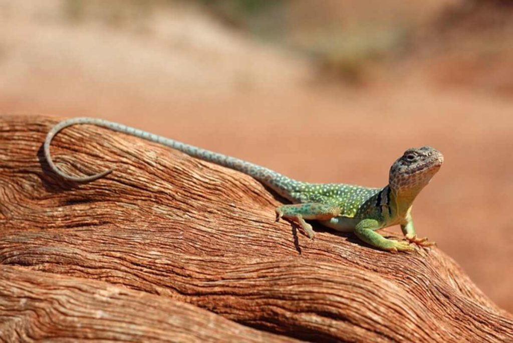 Geckos for sale