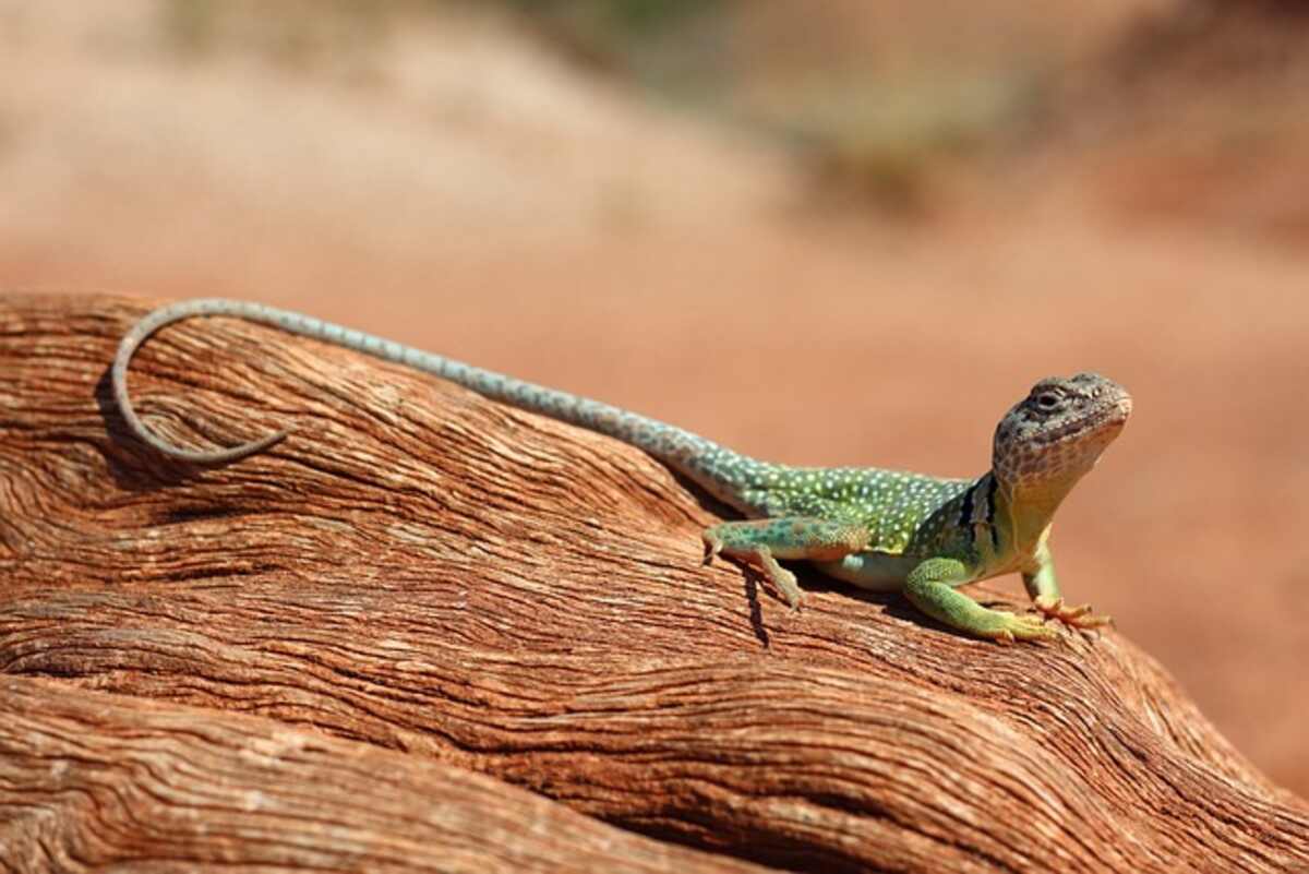 Geckos for sale