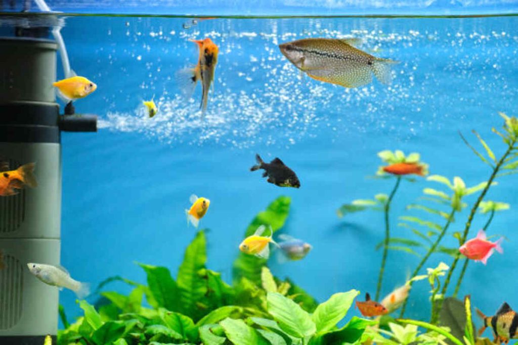 The World of Fish That Start With S