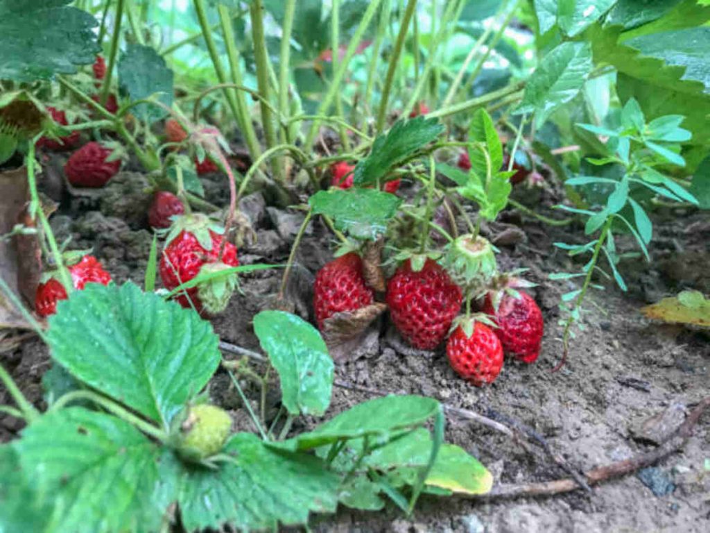 Nature's Garden Probiotic Strawberry Yoggies