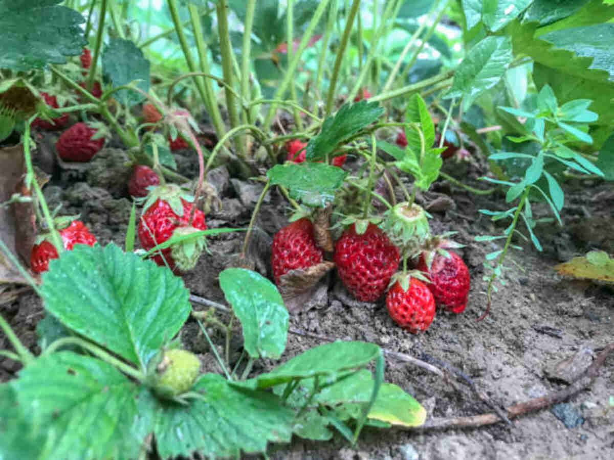 Nature's Garden Probiotic Strawberry Yoggies