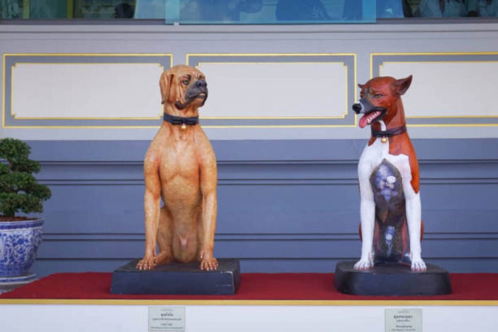 Pet Cremation