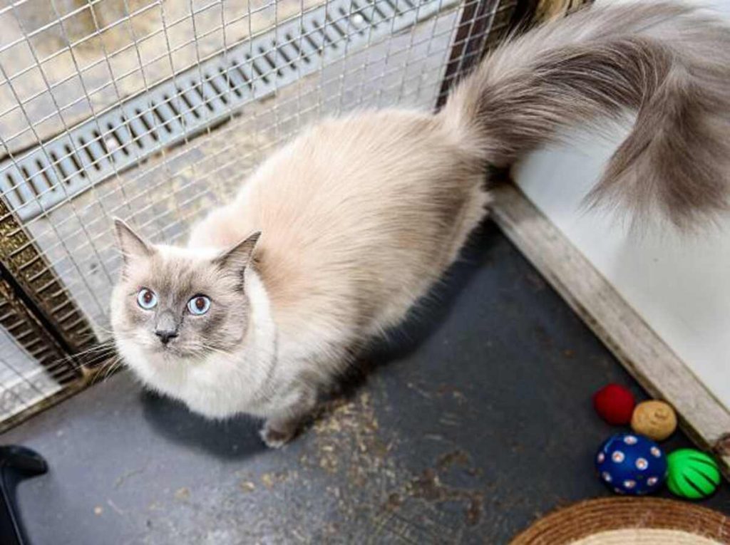 Astral Pet Store Chapter
