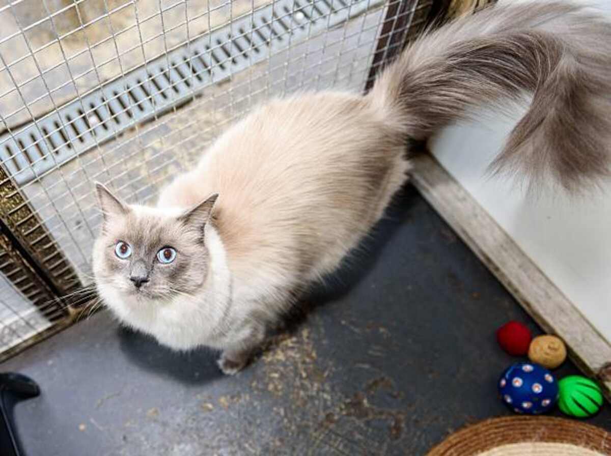 Astral Pet Store Chapter