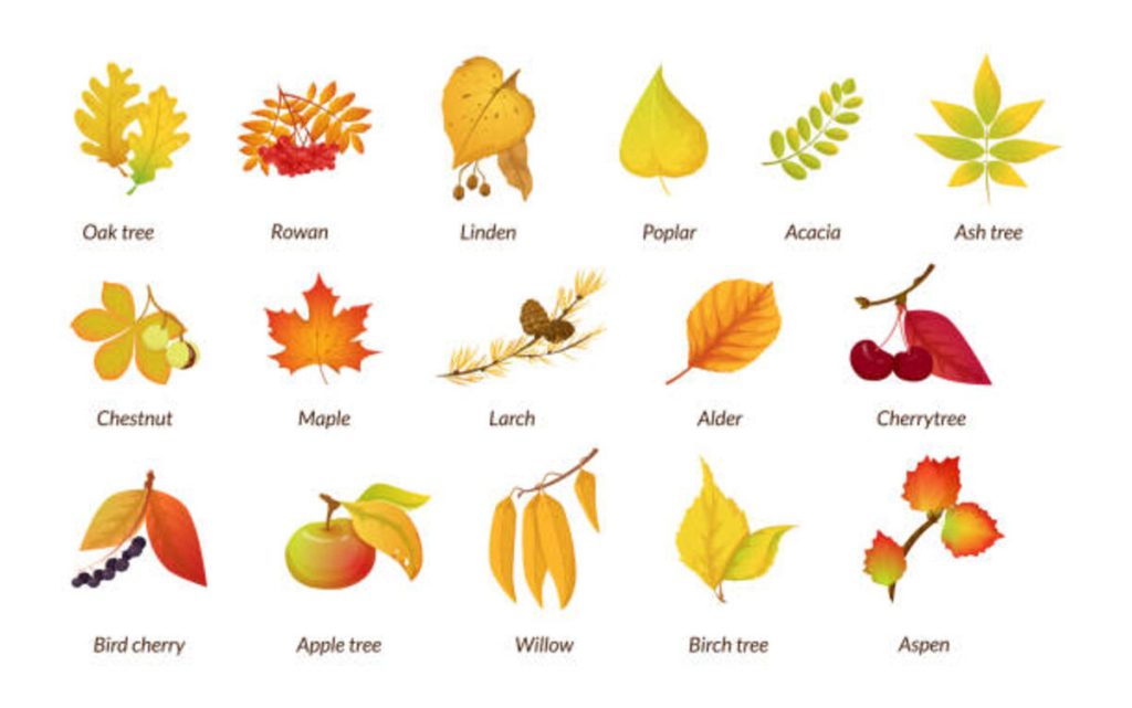 autumn botanical plant set fall dry herbarium educational poster names oak tree rowan linden