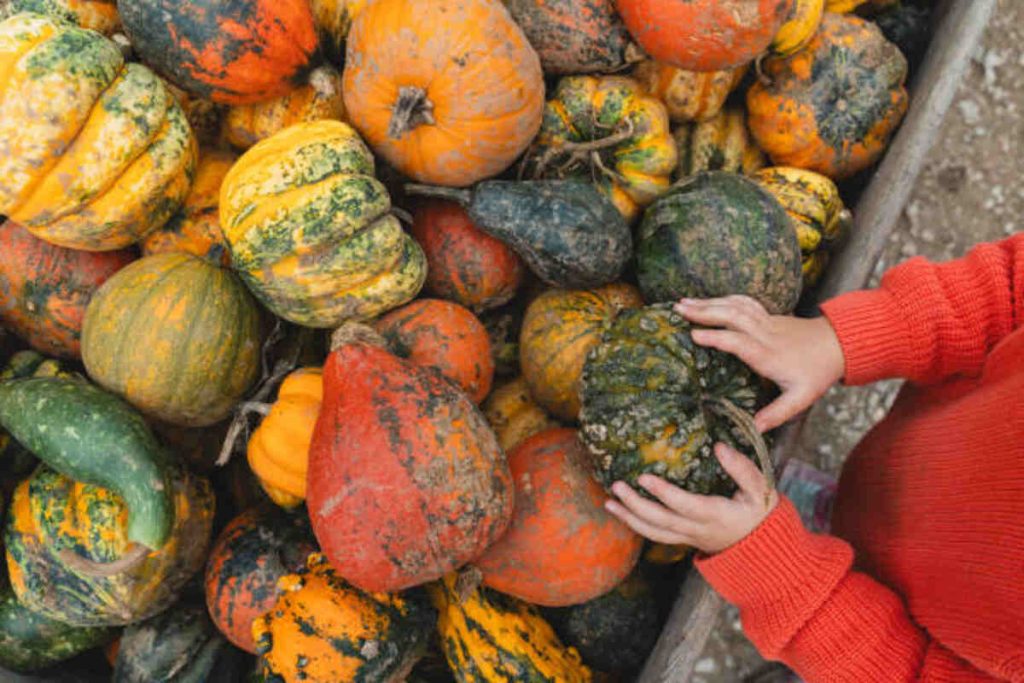 5 Types of Winter Squash