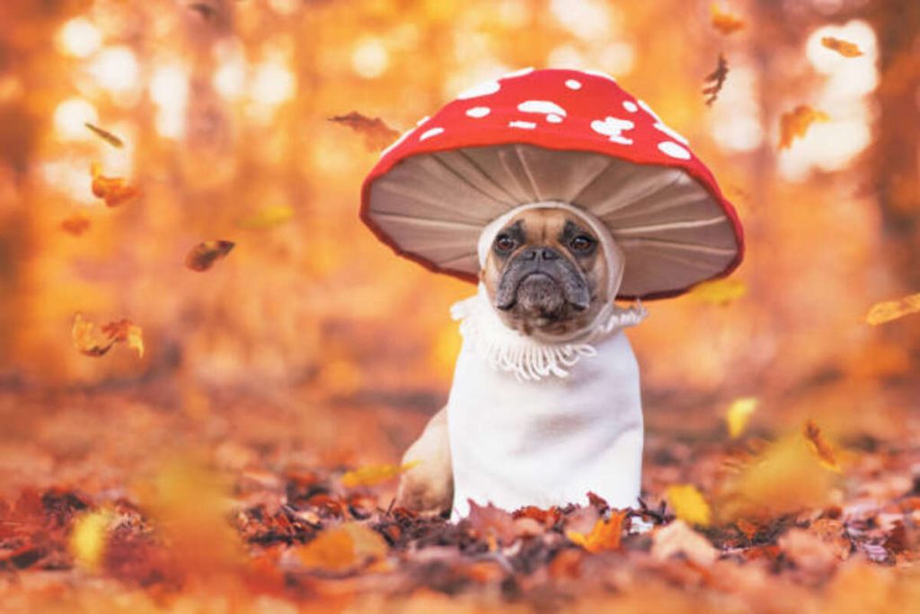 Funny Jokes About Mushrooms
