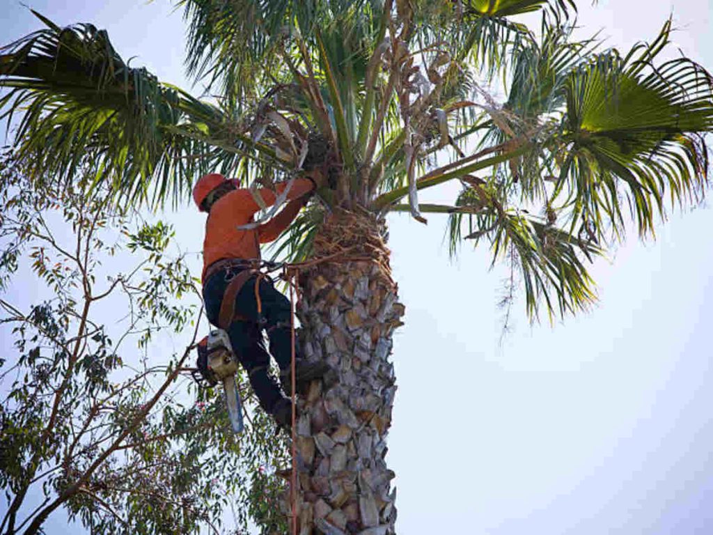 tree removal milpitas