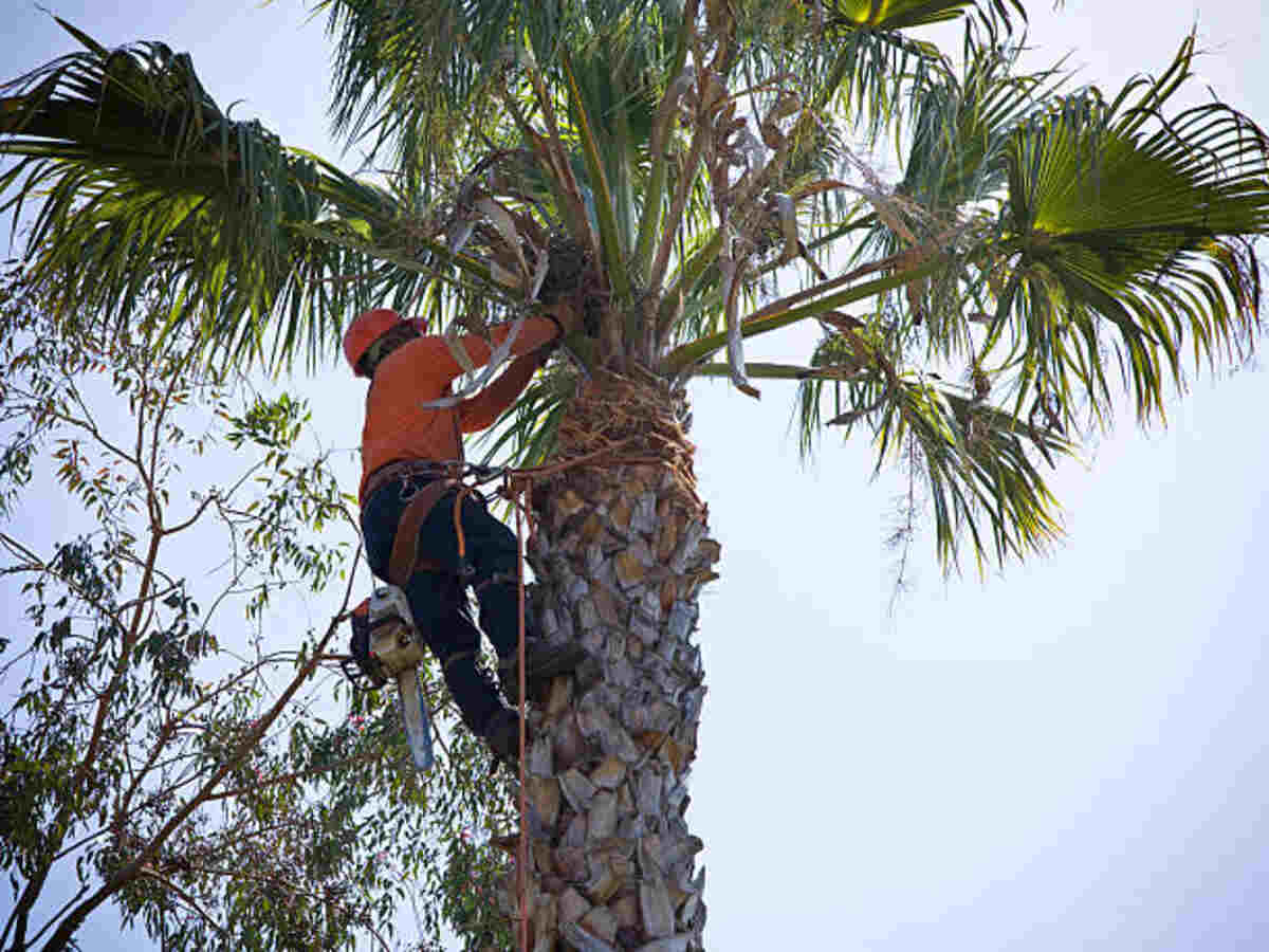 tree removal milpitas