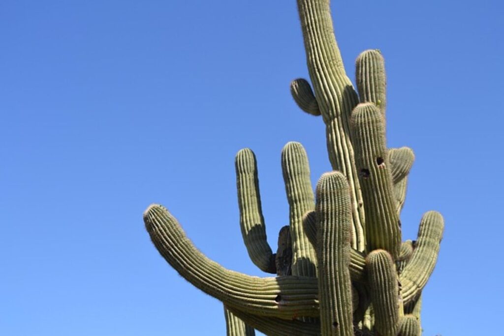 How Saguaro Cactus Skeletons Form Naturally